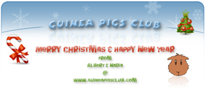 Merry Christmas & Happy New Year from Guinea Pigs Club