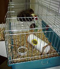 cavy cages