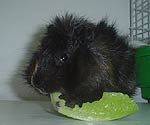 Guinea Pigs Teeth Gnawing & Chewing