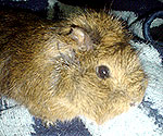 Guinea Pigs History