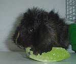 Can guinea pigs eat dog food?
